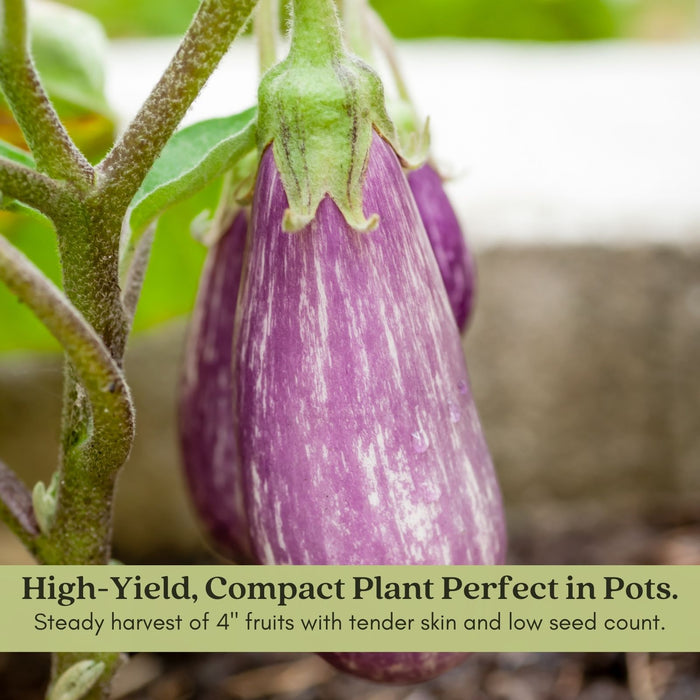 Eggplant Fairytale | Two Live Plants | Non-GMO | Striped Lavender-White Fruit | High-Yield, Compact, Heat Tolerant