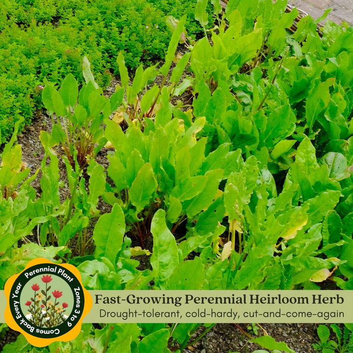 Garden Sorrel Herb | Two Live Plants | Non-GMO | Heirloom | Perennial, Fast Growing