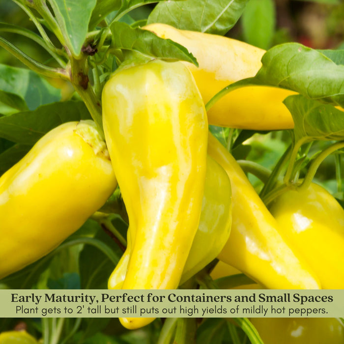 Pepperoncini Pepper Plant | Two Live Plants | Non-GMO | Mild Heat | Early Harvest