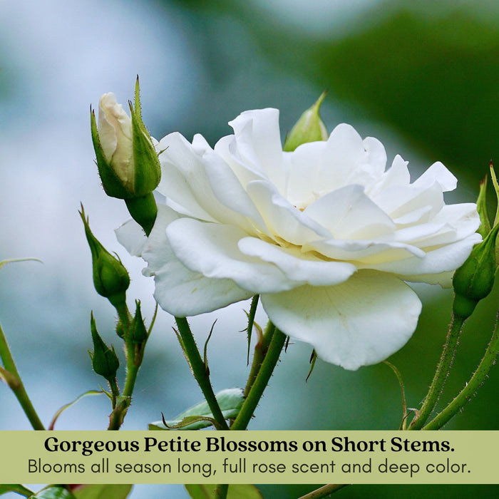 Kordana White Mini Rose | Two Live Plants | Non-GMO, Perennial Zone 5, Long-Blooming Compact Plants
