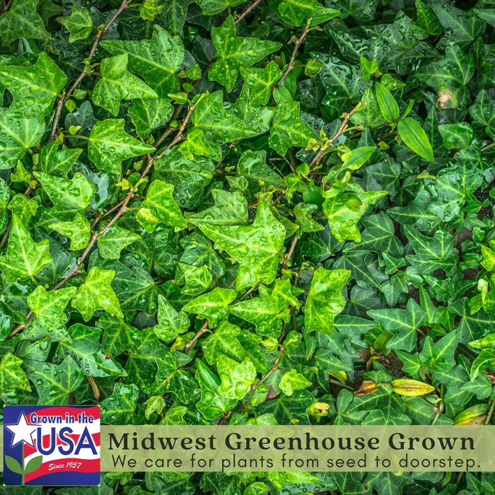 Algerian English Ivy | Two Live Plants | Non-GMO | Fast Growing, Evergreen, Low Maintenance