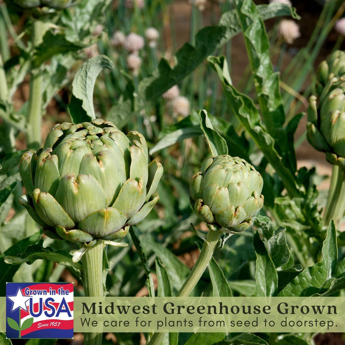 Imperial Artichoke Plant | Two Live Plants | Non-GMO | Edible Vegetable | Gourmet Favorite