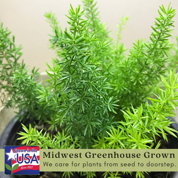 Asparagus Fern | Two Live Plants | Non-GMO | Lush Green Foliage, Hardy, Low Maintenance