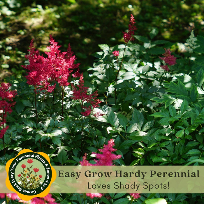 Astilbe Red (Arendsii Fanal) | Two Live Perennial Plants | Non-GMO, Plant in Shade, Pollinator Favorite, Deer Resistant