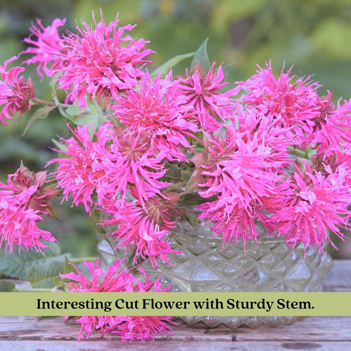 Bee Balm "Balmy Lilac" (Monarda) | Two Live Plants | Non-GMO, Hardy Flowering Perennial, Pollinator Favorite