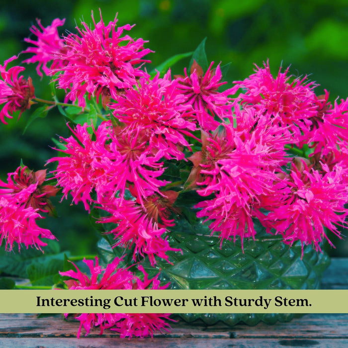 Bee Balm "Balmy Pink" (Monarda) | Two Live Plants | Non-GMO, Hardy Flowering Perennial, Pollinator Favorite