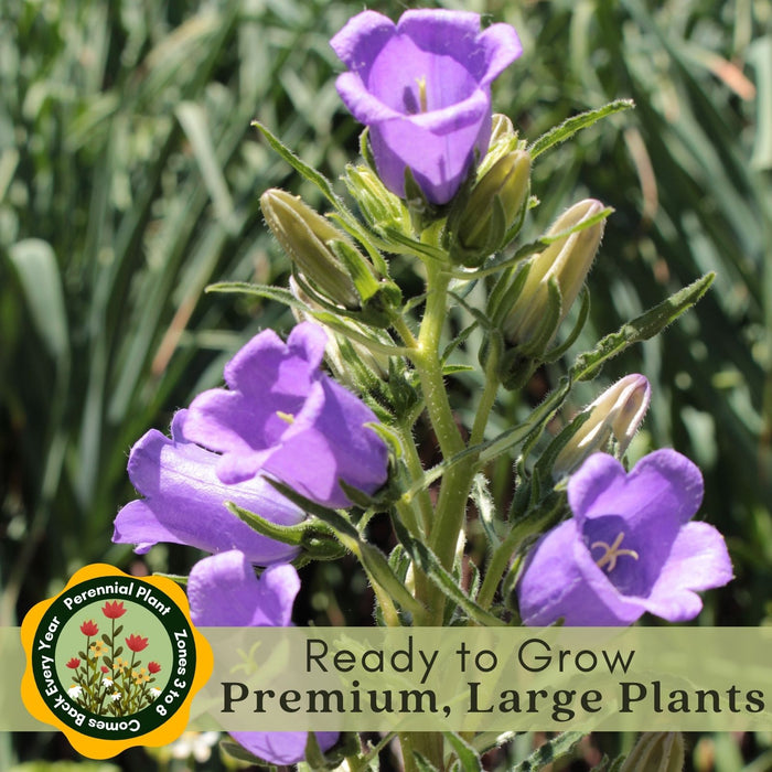 Campanula (Bellflower) Rapido Blue | Two Live Perennial Plants | Non-GMO, Early Spring Bloomer, Hummingbird & Bee Favorite