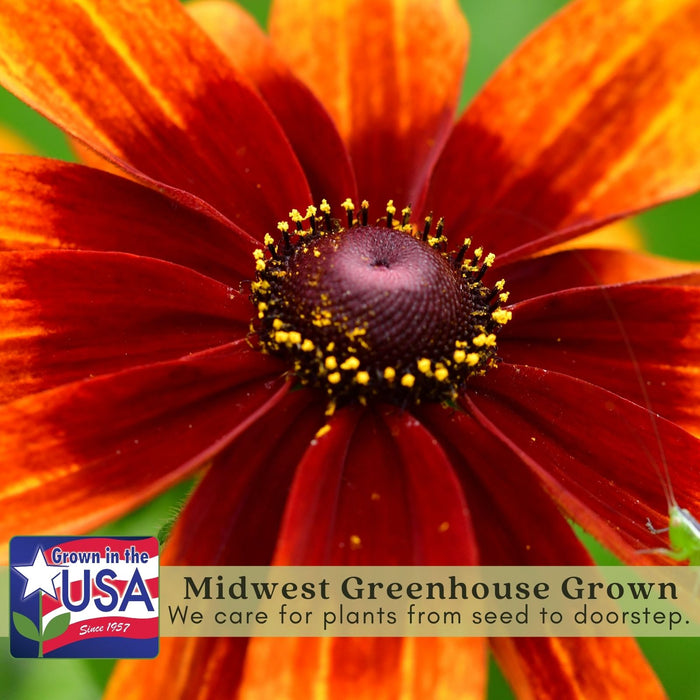Black Eyed Susan (Rudbeckia) Autumn Colors | Two Live Plants | Non-GMO | Heirloom Perennial | Pollinator Friendly | Drought Tolerant