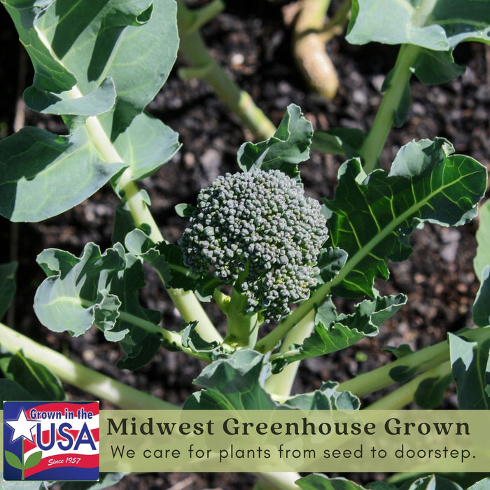Broccoli Marathon | Two Live Plants | Non-GMO | High Yield, Cold-Tolerant, Disease Resistant
