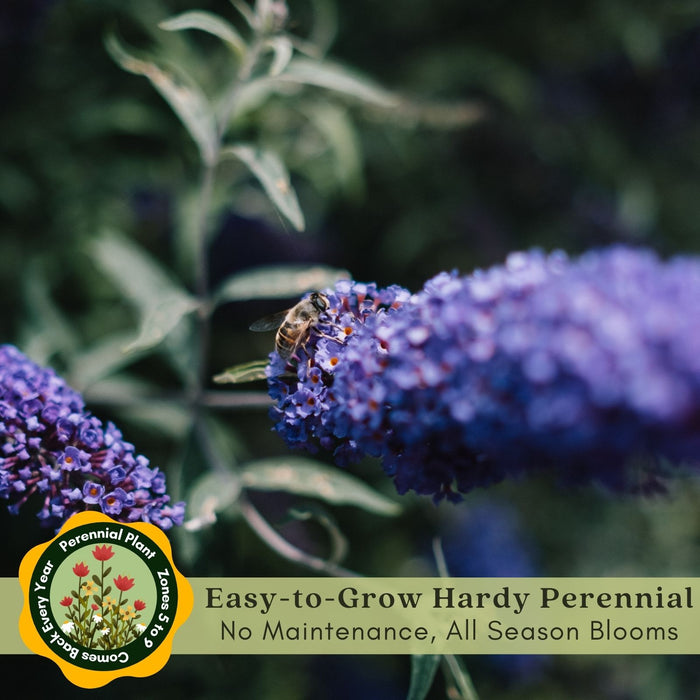Buddleia Nanho Blue (Butterfly Bush) | Two Live Plants | Non-GMO, Large Flowering Shrub, Cottage Garden Must-Have, Pollinator Favorite