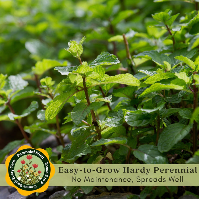 Catmint (Nepeta) Plants | Two Live Plants | Non-GMO, Hardy Flowering Perennial Herb, Pollinator Favorite