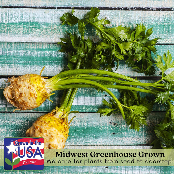 Celeriac Celery Root | Two Live Plants | Non-GMO | Heirloom | Cold Hardy, High Yield