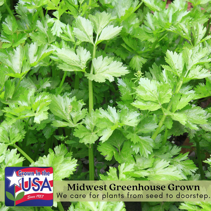 Celery Tango | Two Live Plants | Non-GMO | Heat Tolerant, High Yield, Fast Growing