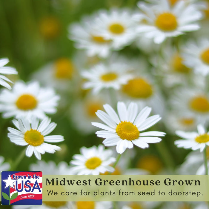 Chamomile Herb Plant | Two Live Plants | Non-GMO | Medicinal and Edible