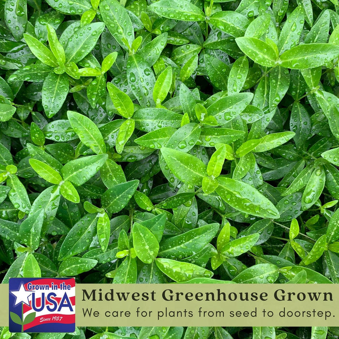 Creeping Myrtle Periwinkle | Two Live Plants | Non-GMO | Vinca Minor Perennial Ground Cover | Deer Resistant