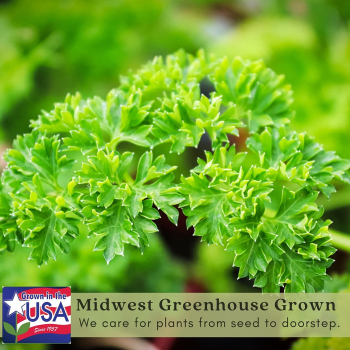 Triple Curled Parsley | Two Live Plants | Non-GMO | Heirloom Herb | Fast Growing, Culinary Essential