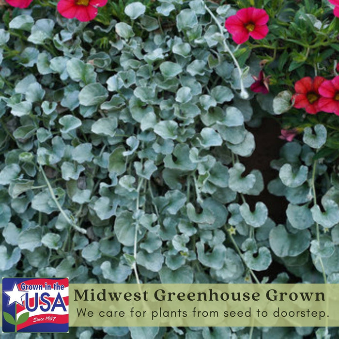 Dichondra Silver Falls | Two Live Plants | Non-GMO | Cascading, Silver Foliage, Heat Drought Tolerant