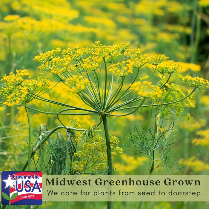 Bouquet Dill Herb | Two Live Plants | Non-GMO | Heirloom | Fast Growing, Pollinator Friendly, Fragrant