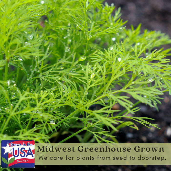 Fernleaf Dill Herb | Two Live Plants | Non-GMO | Heirloom | Compact, Fast Growing, Pollinator Friendly