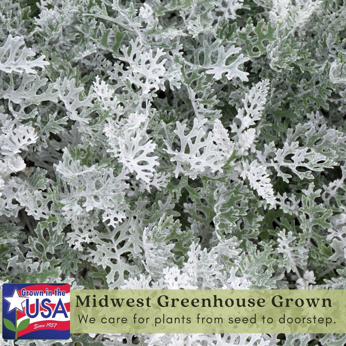 Dusty Miller Silverdust | Two Live Plants | Non-GMO | Soft Silver Foliage, Drought Tolerant, Low Maintenance