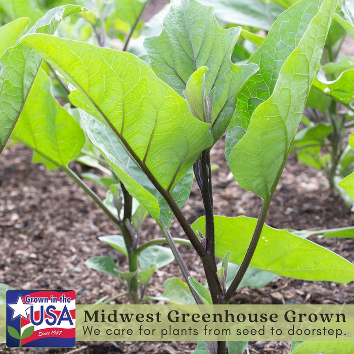 Eggplant Black Beauty | Two Live Plants | Non-GMO | Heirloom Variety | High Yield, Heat Tolerant