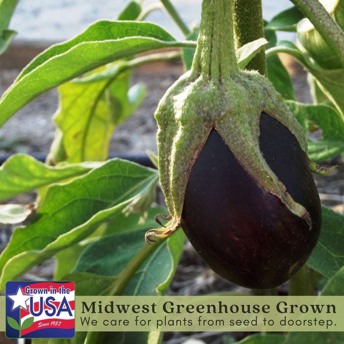 Eggplant Patio Baby | Two Live Plants | Non-GMO | Mini Fruit, High Yield, Compact