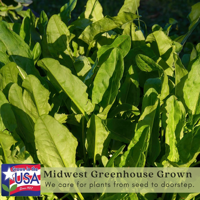 Garden Sorrel Herb | Two Live Plants | Non-GMO | Heirloom | Perennial, Fast Growing