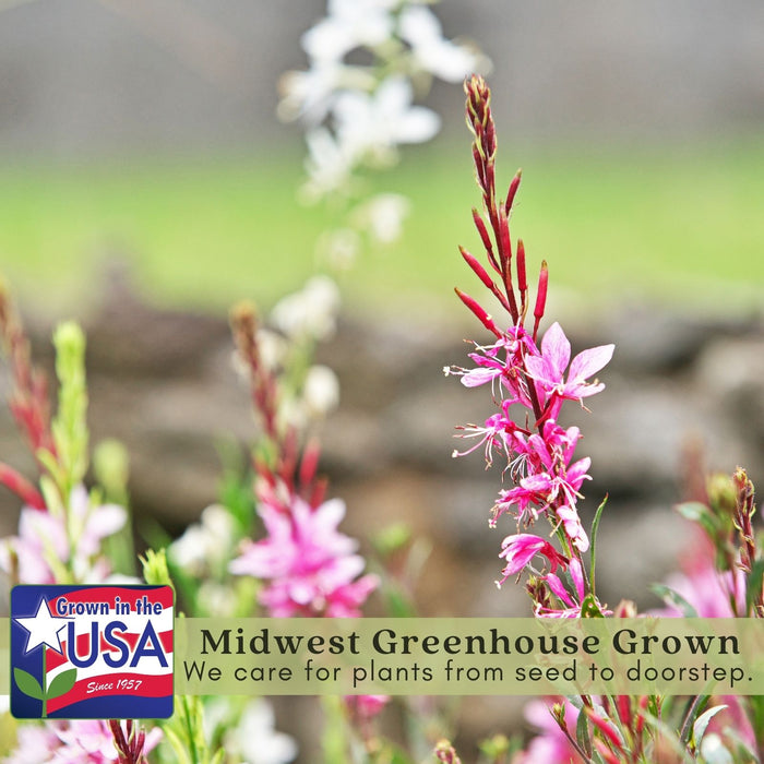Gaura Siskiyou Pink | Two Live Plants | Non-GMO | Perennial | Pollinator Friendly | Continuous Blooms
