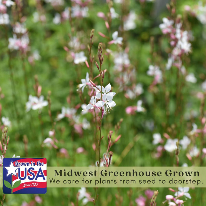 Gaura Sparkle White | Two Live Plants | Non-GMO | Perennial | Pollinator Friendly | Continuous Blooms