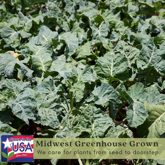 Georgia Collard Greens | Two Live Plants | Non-GMO | Heirloom | Heat Tolerant, Cold Hardy, High Yield