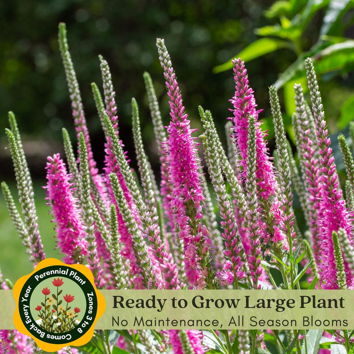 Veronica “Giles Van Hees” (Speedwell) | Two Live Perennial Plants | Non-GMO, Blooms All Summer, Hummingbird Favorite, Tolerates Dry or Salty Soil