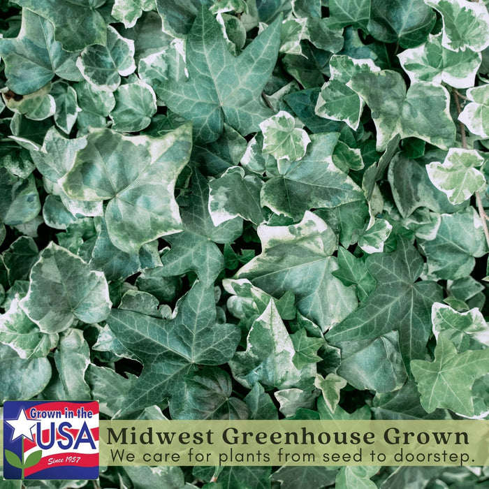 Glacier English Ivy | Two Live Plants | Non-GMO | Variegated, Trailing, Low Maintenance