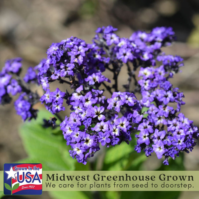 Heliotrope | Two Live Plants | Non-GMO | Pollinator Friendly | Fragrant Blooms