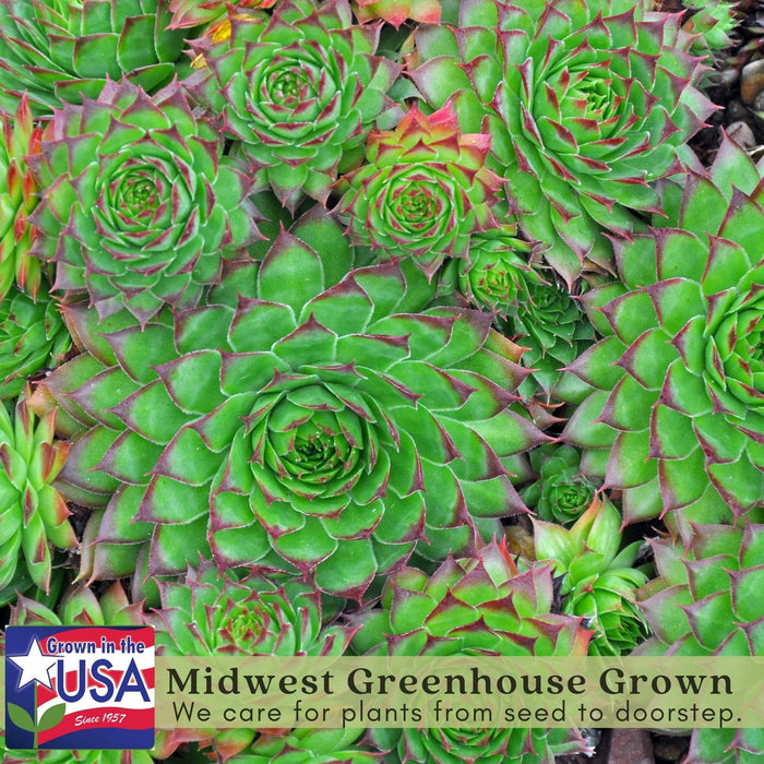 Hens and Chicks | Two Live Plants | Non-GMO | Perennial | Kid Friendly Gardening | Heat Drought Tolerant