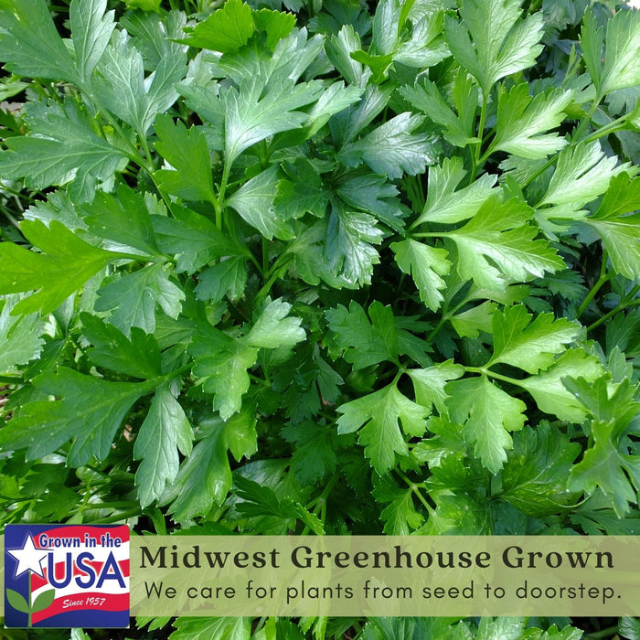 Italian Flat Leaf Parsley | Two Live Plants | Non-GMO | Heirloom Herb | Fast Growing, Culinary Essential