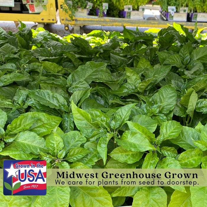 Early Jalapeño Pepper Plant | Two Live Plants | Non-GMO | Medium Hot Pepper | High Yield