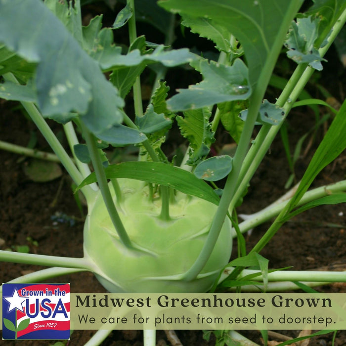 Kohlrabi Konan | Two Live Plants | Non-GMO | Edible Vegetable | Easy to Grow Vegetable