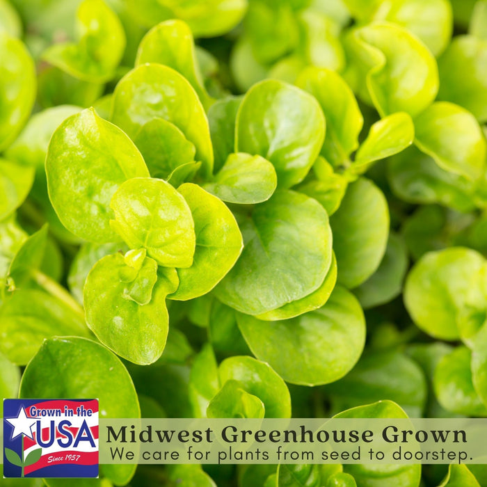 Creeping Jenny Goldi | Two Live Plants | Non-GMO | Lysimachia | Perennial, Cascading