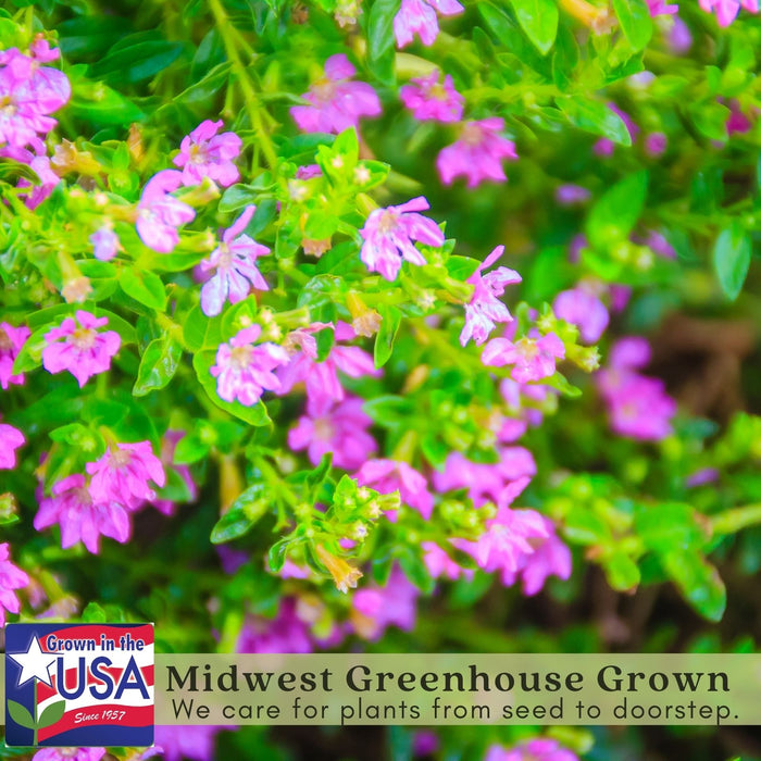Mexican Heather Magenta | Two Live Plants | Non-GMO | Heat Tolerant, Pollinator Friendly, Low Maintenance