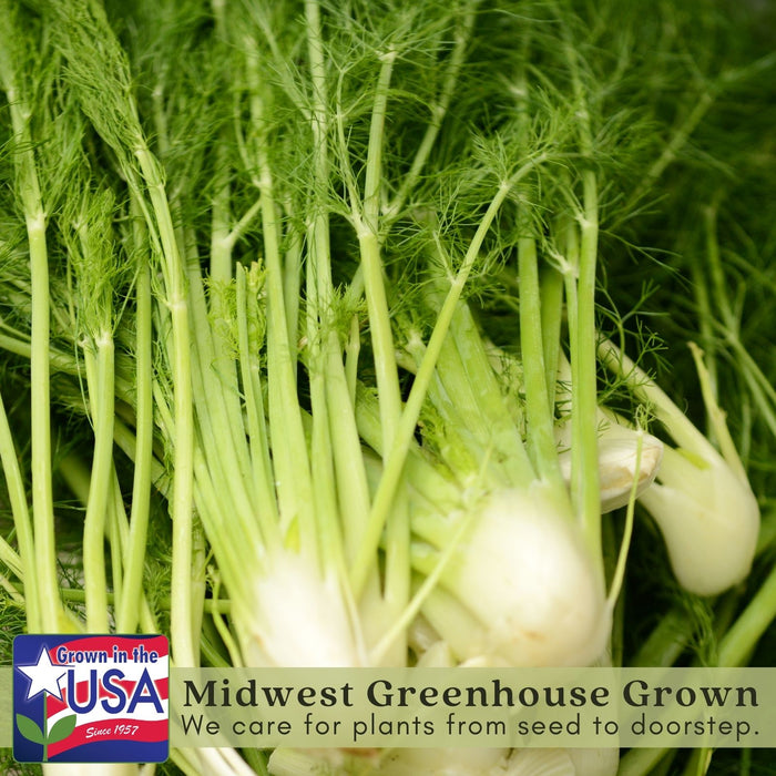 Orion Fennel Plant | Two Live Plants | Non-GMO | Edible Garden | Culinary Favorite