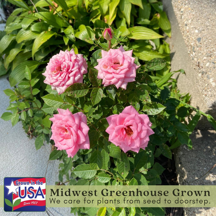 Kordana Pink Mini Rose | Two Live Plants | Non-GMO, Perennial Zone 5, Long-Blooming Compact Plants