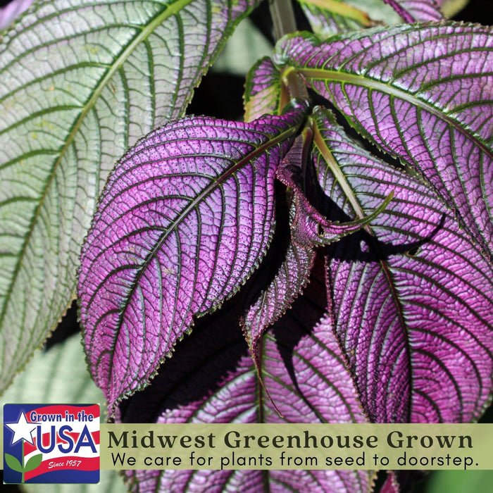 Persian Shield | Two Live Plants | Non-GMO | Shade Loving | Exotic Foliage | Strobilanthes