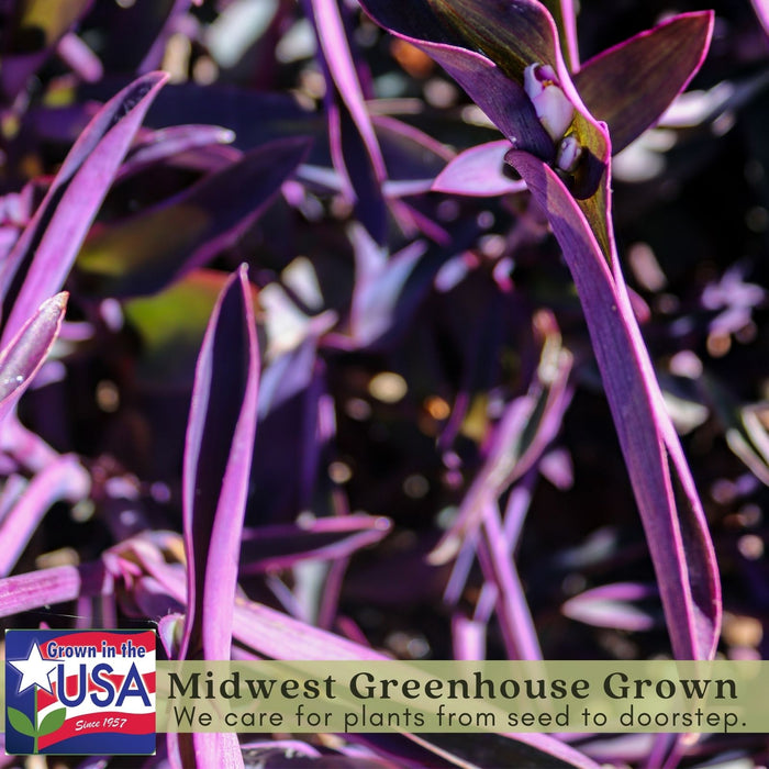 Purple Heart | Two Live Plants | Non-GMO | Vibrant Purple Foliage, Low Maintenance, Drought Tolerant
