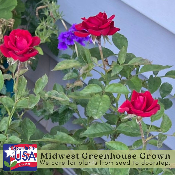 Kordana Red Mini Rose | Two Live Plants | Non-GMO, Perennial Zone 5, Long-Blooming Compact Plants