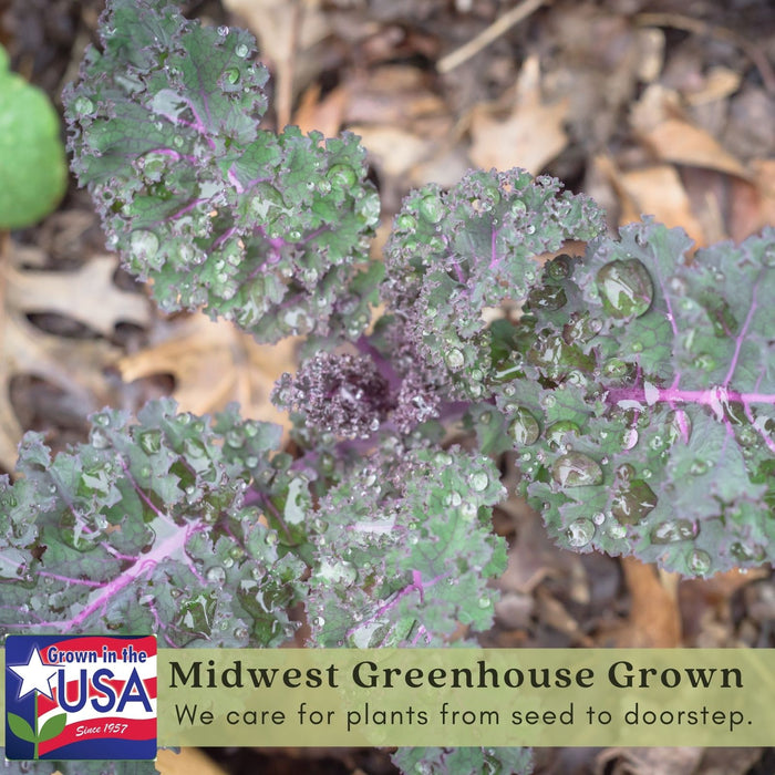Red Russian Kale | Two Live Plants | Non-GMO | Heirloom | Frost Tolerant