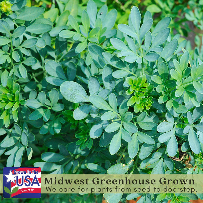 Rue Herb Plant | Two Live Plants | Non-GMO | Edible and Medicinal