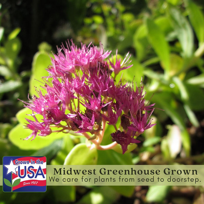 Sedum Autumn Joy | Two Live Plants | Non-GMO | Perennial | Pollinator Friendly