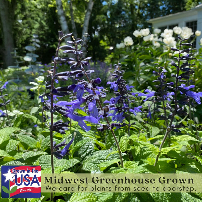 Black and Bloom Salvia | Two Live Plants | Non-GMO | Pollinator Magnet, Heat Tolerant, Low Maintenance