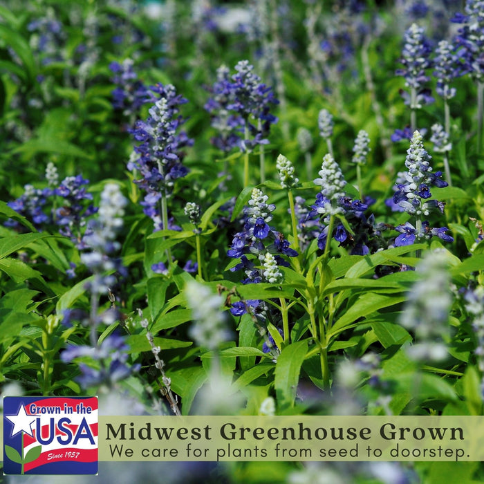 Victoria Blue Salvia | Two Live Plants | Non-GMO | Vibrant Blooms, Pollinator Magnet, Low Maintenance