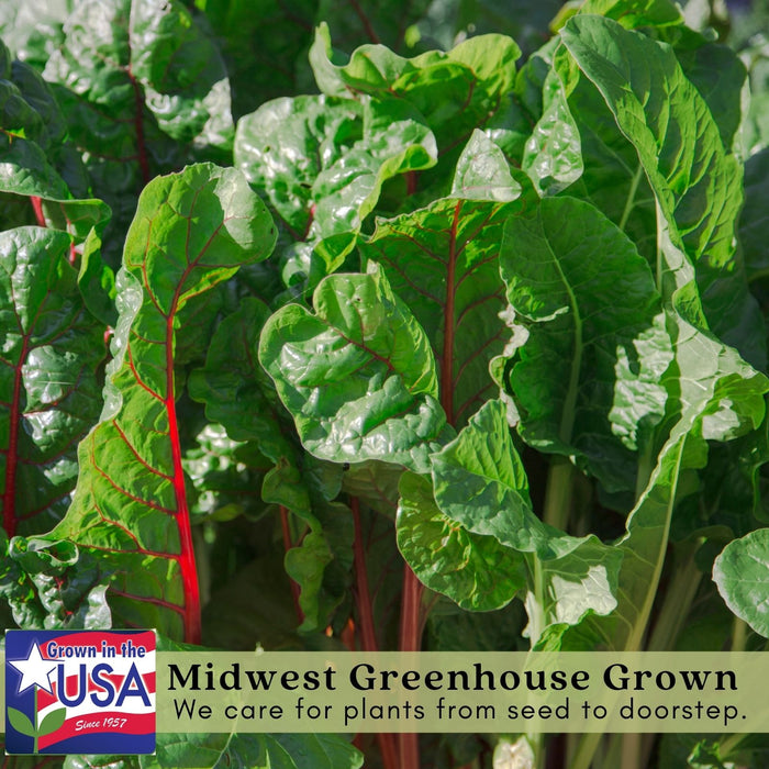 Bright Lights Swiss Chard | Two Live Plants | Non-GMO | Heirloom | Frost Tolerant